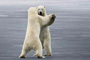 Polar Bear Waltz