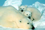 Polar Bear and Babies