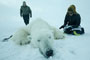 Polar Bears Sedated