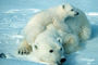 Polar Bear and Cub