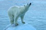 Polar Bear on Ice